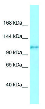 Anti-FCRL5 (C-terminal) antibody produced in rabbit affinity isolated antibody