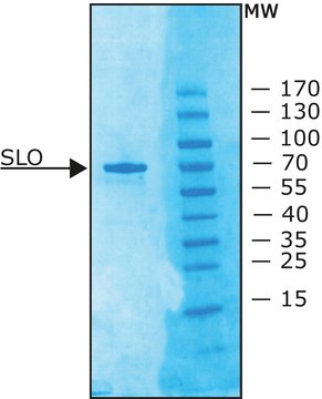 链球菌溶血素O 来源于化脓链球菌 &#8805;1,000,000&#160;units/mg protein, recombinant, lyophilized powder, expressed in E. coli 