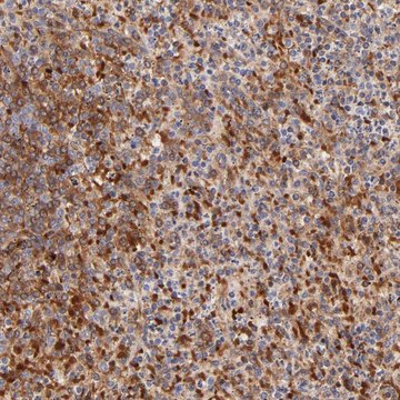 Anti-FRMPD3 antibody produced in rabbit Prestige Antibodies&#174; Powered by Atlas Antibodies, affinity isolated antibody, buffered aqueous glycerol solution