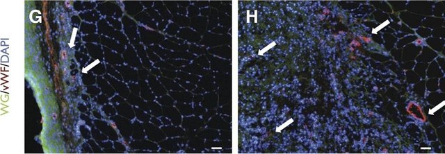 Anti-von Willebrand Factor Antibody Chemicon&#174;, from rabbit