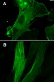 LentiBrite GFP-β-actin Lentiviral Biosensor