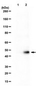 Anti-IFIT3 Antibody serum, from rabbit