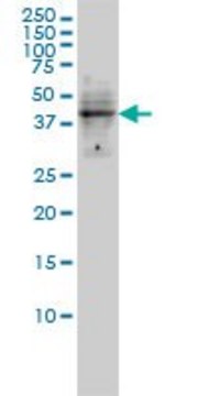 Monoclonal Anti-DMRT1 antibody produced in mouse clone 1G11, purified immunoglobulin, buffered aqueous solution