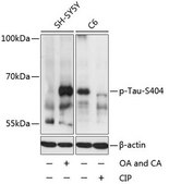 Anti-Phospho-Tau-S404 antibody produced in rabbit