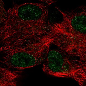 Anti-CA12 antibody produced in rabbit Prestige Antibodies&#174; Powered by Atlas Antibodies, affinity isolated antibody