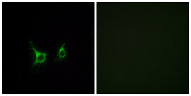 Anti-FFAR2 antibody produced in rabbit affinity isolated antibody