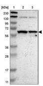 Anti-SAMSN1 antibody produced in rabbit Prestige Antibodies® Powered by Atlas Antibodies, affinity isolated antibody, buffered aqueous glycerol solution