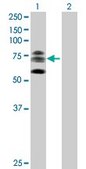 Anti-KIF22 antibody produced in mouse purified immunoglobulin, buffered aqueous solution