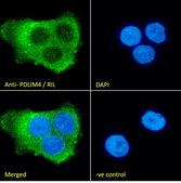 Anti-PDLIM4/RIL antibody produced in goat affinity isolated antibody, buffered aqueous solution