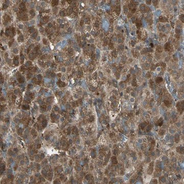 Anti-FAM213B antibody produced in rabbit Prestige Antibodies&#174; Powered by Atlas Antibodies, affinity isolated antibody, buffered aqueous glycerol solution