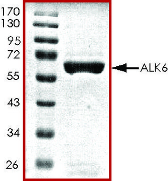 ALK6 (BMPR1B), active, GST tagged human PRECISIO&#174;, recombinant, expressed in baculovirus infected Sf9 cells, &#8805;70% (SDS-PAGE), buffered aqueous glycerol solution