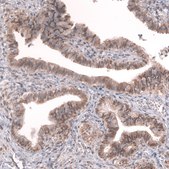 Monoclonal Anti-Greb1 Antibody Produced In Mouse Prestige Antibodies® Powered by Atlas Antibodies, clone CL13863, affinity isolated antibody, buffered aqueous glycerol solution