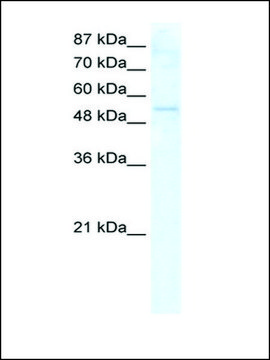 Anti-DDX19A antibody produced in rabbit IgG fraction of antiserum