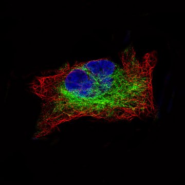 Monoclonal Anti-DES antibody produced in mouse Prestige Antibodies&#174; Powered by Atlas Antibodies, clone CL4501, purified immunoglobulin