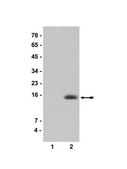 Anti-acetyl-Histone H2A (Lys9) Antibody serum, Upstate&#174;