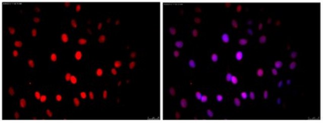 Anti-Nuclei Antibody, clone 235-1, Cy3 conjugate clone 235-1, from mouse, CY3 conjugate