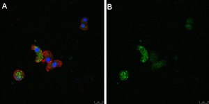 Anti-ATG8 Antibody, clone 2B11 ZooMAb® Rabbit Monoclonal recombinant, expressed in HEK 293 cells