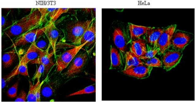 Anti-MAP4 Antibody from rabbit