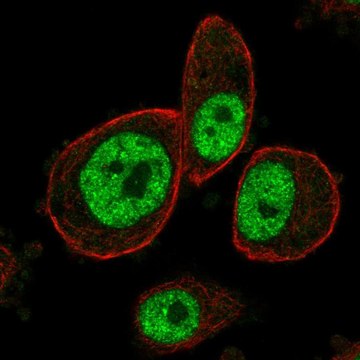 Anti-MAPKAPK3 antibody produced in rabbit Prestige Antibodies&#174; Powered by Atlas Antibodies, affinity isolated antibody