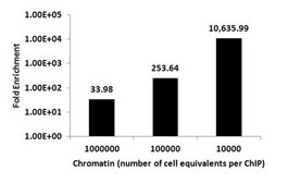 ChIPAb+ Dimethyl-Histone H3 (Lys36) - ChIP Validated Antibody and Primer Set serum, from rabbit