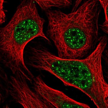 Anti-DLX2 antibody produced in rabbit Prestige Antibodies&#174; Powered by Atlas Antibodies, affinity isolated antibody