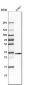 Anti-FAM49B antibody produced in rabbit Prestige Antibodies® Powered by Atlas Antibodies, affinity isolated antibody, buffered aqueous glycerol solution