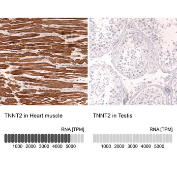 Monoclonal Anti-Tnnt2 Antibody Produced In Mouse Prestige Antibodies&#174; Powered by Atlas Antibodies, clone CL13382, affinity isolated antibody, buffered aqueous glycerol solution