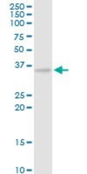 Anti-CAMLG antibody produced in rabbit purified immunoglobulin, buffered aqueous solution