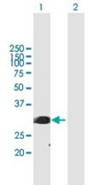 Anti-SFRS1 antibody produced in mouse purified immunoglobulin, buffered aqueous solution