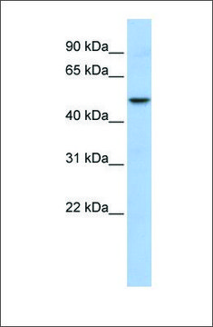 Anti-WDSUB1 antibody produced in rabbit affinity isolated antibody