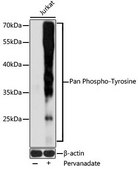 Anti-Pan Phospho-Tyrosine antibody produced in rabbit