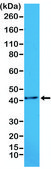 Anti-ACTA2 antibody, Rabbit monoclonal recombinant, expressed in HEK 293 cells, clone RM253, purified immunoglobulin