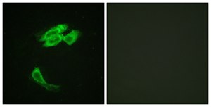Anti-PEA-15 antibody produced in rabbit affinity isolated antibody