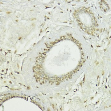 Anti-SNAIL antibody produced in rabbit