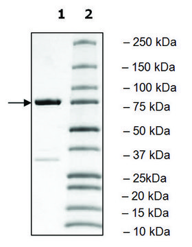 PLK3 Polo Box Domain human recombinant, expressed in E. coli, &#8805;90% (SDS-PAGE)