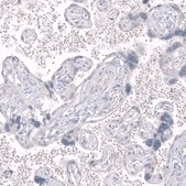 Monoclonal Anti-GPR88 antibody produced in mouse Prestige Antibodies® Powered by Atlas Antibodies, clone CL15190, purified antibody (Protein A)