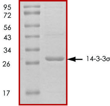 14-3-3 &#963;, untagged human recombinant, expressed in E. coli, &#8805;70% (SDS-PAGE), buffered aqueous glycerol solution