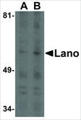 Anti-LANO antibody produced in rabbit affinity isolated antibody, buffered aqueous solution