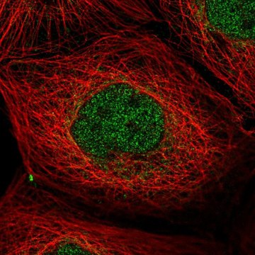 Anti-PPP1R2 antibody produced in rabbit Prestige Antibodies&#174; Powered by Atlas Antibodies, affinity isolated antibody, buffered aqueous glycerol solution