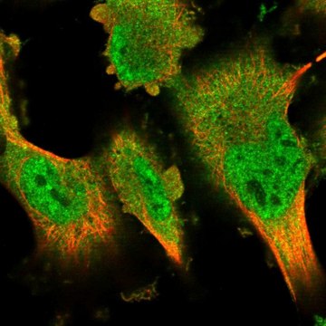 Anti-DYRK2 antibody produced in rabbit Prestige Antibodies&#174; Powered by Atlas Antibodies, affinity isolated antibody, buffered aqueous glycerol solution