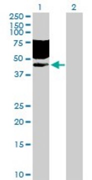 Anti-CD96 antibody produced in rabbit purified immunoglobulin, buffered aqueous solution