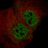 Monoclonal Anti-ELAVL2 antibody produced in mouse Prestige Antibodies® Powered by Atlas Antibodies, clone CL15323, purified antibody (Protein A)