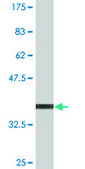 Monoclonal Anti-HKDC1 antibody produced in mouse clone 4E8, purified immunoglobulin, buffered aqueous solution