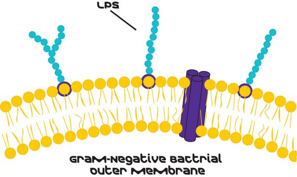 脂多糖 来源于大肠杆菌 0111:B4 purified by ion-exchange chromatography, TLR ligand tested