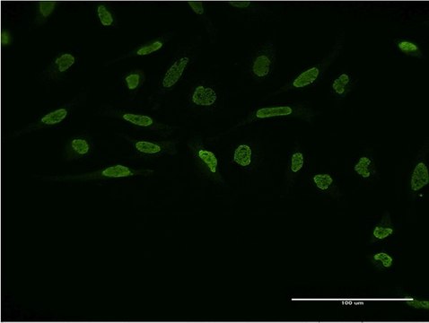 Monoclonal Anti-ZIC4 antibody produced in mouse clone 3H6, purified immunoglobulin, buffered aqueous solution