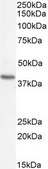 Anti-ATP6IP2/Renin Receptor antibody produced in goat affinity isolated antibody, buffered aqueous solution