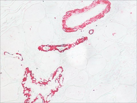 Monoclonal Anti-FITC&#8722;Alkaline Phosphatase antibody produced in mouse clone FL-D6, purified immunoglobulin, buffered aqueous solution