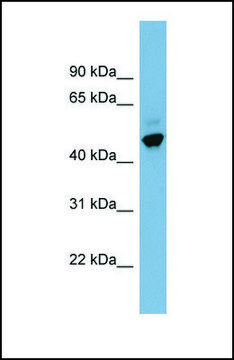 Anti-ONECUT2 antibody produced in rabbit affinity isolated antibody