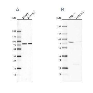 Anti-ATP6V1A antibody produced in rabbit Prestige Antibodies&#174; Powered by Atlas Antibodies, affinity isolated antibody