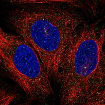 Anti-PRKCQ antibody produced in rabbit Prestige Antibodies&#174; Powered by Atlas Antibodies, affinity isolated antibody